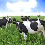 Dairy Processor Uses Knowledge of Probiotics